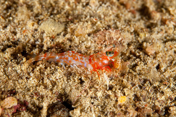 Prawn, shrimp