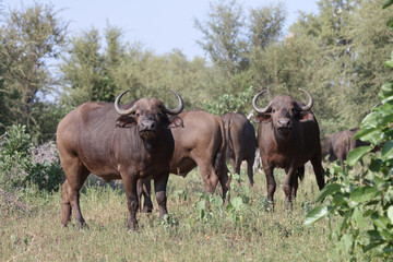 Kaffernbüffel / Buffalo / Syncerus caffer