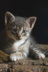 Portrait of a small cute striped kitten