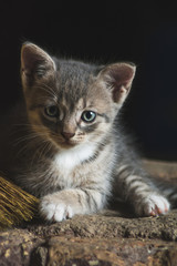 Portrait of a small cute striped kitten
