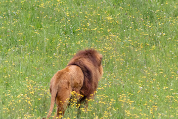 a herd of lions walking and resting through its grassy enclosure
