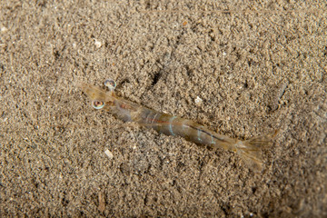 Prawn, shrimp