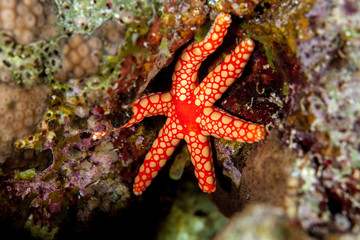 Fromia monilis, common name necklace starfish or tiled starfish, is a species of starfish belonging to the family Goniasteridae