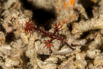The ornate ghost pipefish or harlequin ghost pipefish, Solenostomus paradoxus