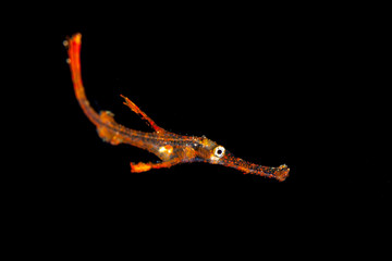 Fototapeta na wymiar The robust ghost pipefish, Solenostomus cyanopterus