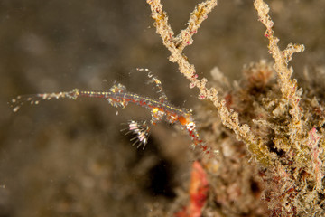 The robust ghost pipefish, Solenostomus cyanopterus