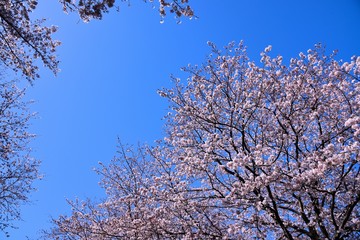 恩田川の桜