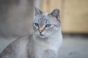 portrait of a cute siamese mix cat with pretty blue eyes looking away from the camera
