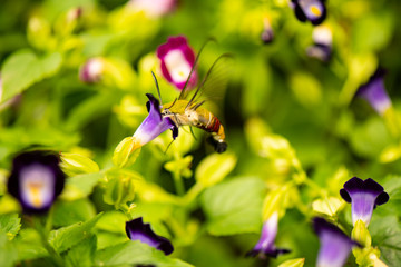 Bug and colorful flowers in the morning, In various flower gardens