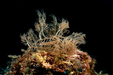 Obraz premium Ghost- Phantom Nudibranch, Melibe colemani