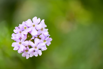 Colorful flowers in the morning, In various flower gardens