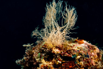 Obraz na płótnie Canvas Ghost- Phantom Nudibranch, Melibe colemani