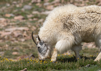 Mountain Goat in Colorado in Summer