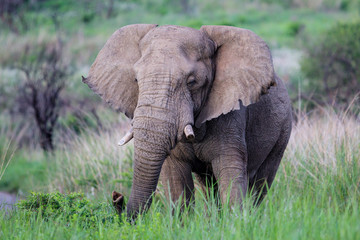 Naklejka na ściany i meble Bull elephant in Nambiti Game Reserve near Ladysmith in South Africa