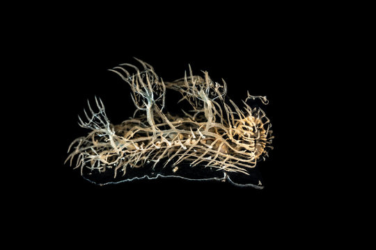 Ghost- Phantom Nudibranch, Melibe colemani