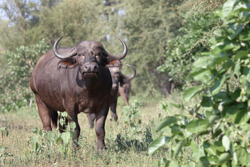 Kaffernbüffel / Buffalo / Syncerus caffer