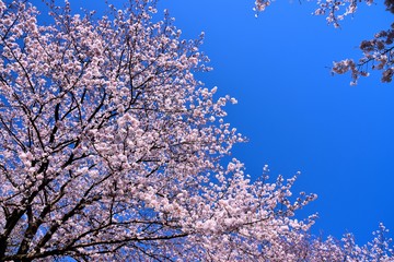 恩田川の桜