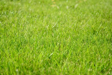 Fototapeta na wymiar Green grass texture from a field