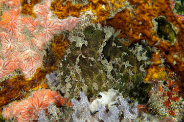 Giant frogfish - Antennarius commerson