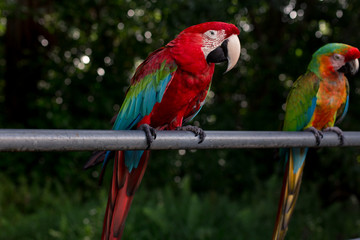 Tropical Birds in Maui, Hawaii