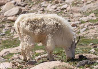 Mountain Goat in Colorado in Summer