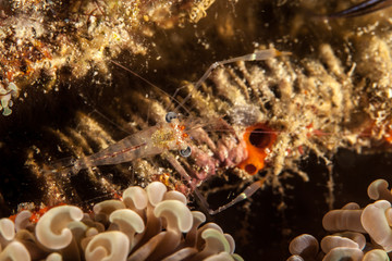 Black and Silver Cuapetes Shrimp - Cuapetes grandis