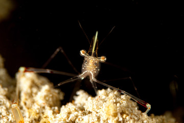 Black and Silver Cuapetes Shrimp - Cuapetes grandis
