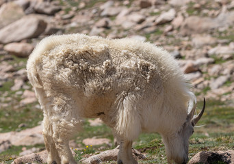 Obraz na płótnie Canvas Mountain Goat in Colorado in Summer