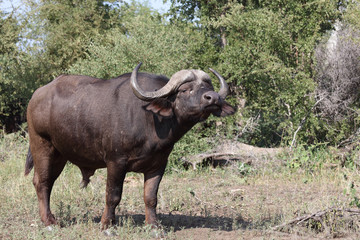 Obraz premium Kaffernbüffel / Buffalo / Syncerus caffer