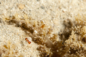 Peacock-tail Anemone Shrimp (White-Patched Anemone Shrimp) - Periclimenes brevicarpalis