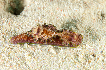 Glossodoris cincta