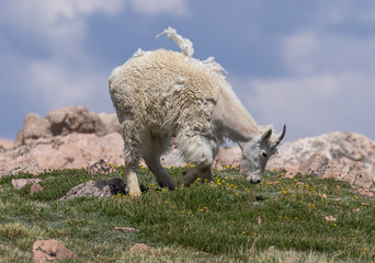 Naklejka na ściany i meble Mountain Goat in Colorado in Summer