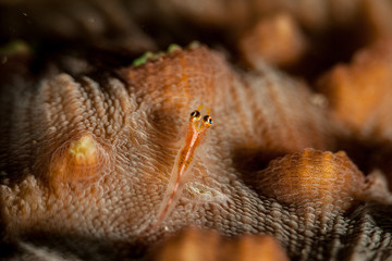 Translucent Coral Goby - Bryaninops erythrops