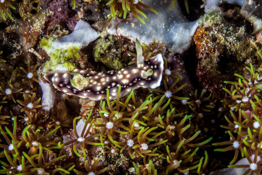 Goniobranchus geometricus