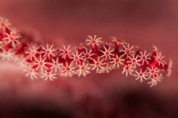 Gorgonians are also known as sea fans and sea whips