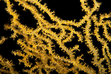 Gorgonians are also known as sea fans and sea whips