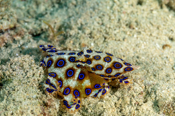 Greater blue-ringed octopus, Hapalochlaena lunulata