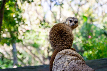 A Meerkat (Suricata) looking to the camera sitting on a rock