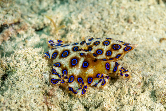 Greater blue-ringed octopus, Hapalochlaena lunulata