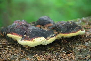Gloeophyllum odoratum, known as the  Anise Mazegill and Brown Rot Fungus, a polypore from Finland