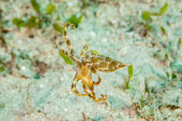 Greater blue-ringed octopus, Hapalochlaena lunulata
