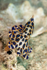 Greater blue-ringed octopus, Hapalochlaena lunulata