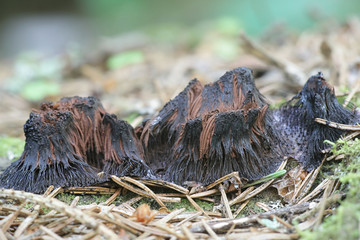 Stemonitis axifera, known as the chocolate tube slime mold