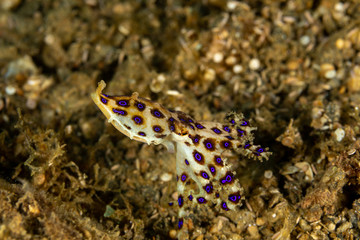 Greater blue-ringed octopus, Hapalochlaena lunulata is one of four species of highly venomous blue-ringed octopuses belonging to the family Octopodidae