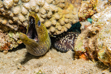 Moray eel Mooray lycodontis undulatus in the Red Sea, eilat israel