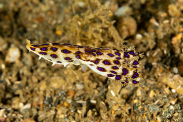 Obraz na płótnie Canvas Greater blue-ringed octopus, Hapalochlaena lunulata is one of four species of highly venomous blue-ringed octopuses belonging to the family Octopodidae
