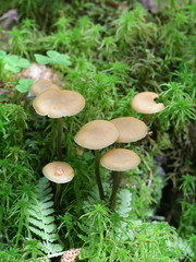 Kuehneromyces lignicola, Conifer Woodtuft, wild mushroom from Finland