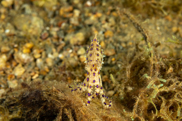 Greater blue-ringed octopus, Hapalochlaena lunulata is one of four species of highly venomous blue-ringed octopuses belonging to the family Octopodidae