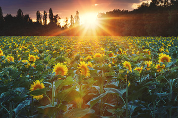 Sunflower field during sunset, Slovakia