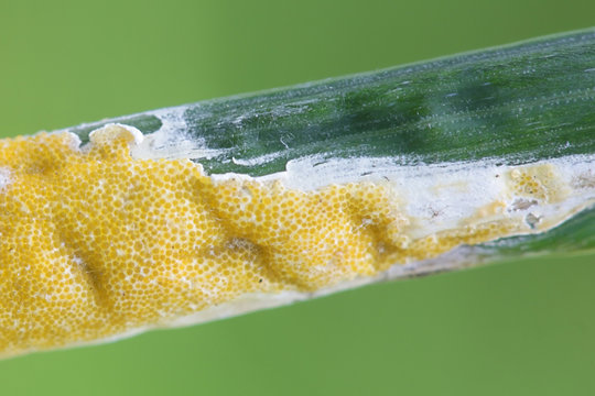 Epichlo&euml; typhina, a parasitic fungus called grass choke disease, growing on Dactylis glomerata, known as  cock's-foot or orchard grass.